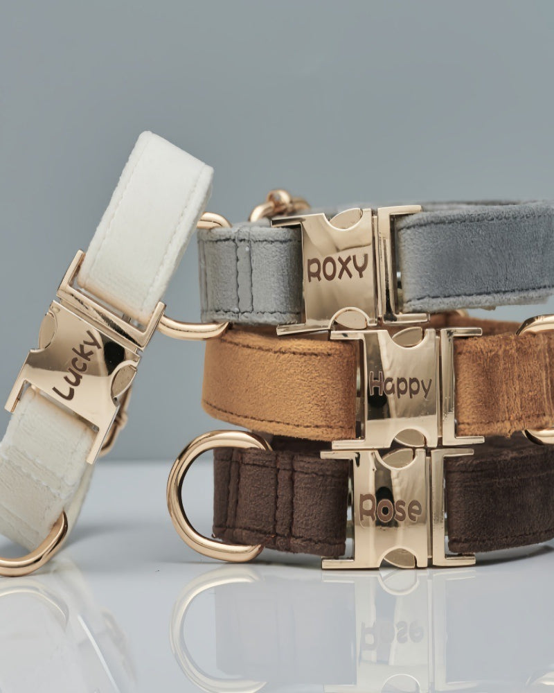 Dog collars with gold buckles on a reflective surface with a gray background