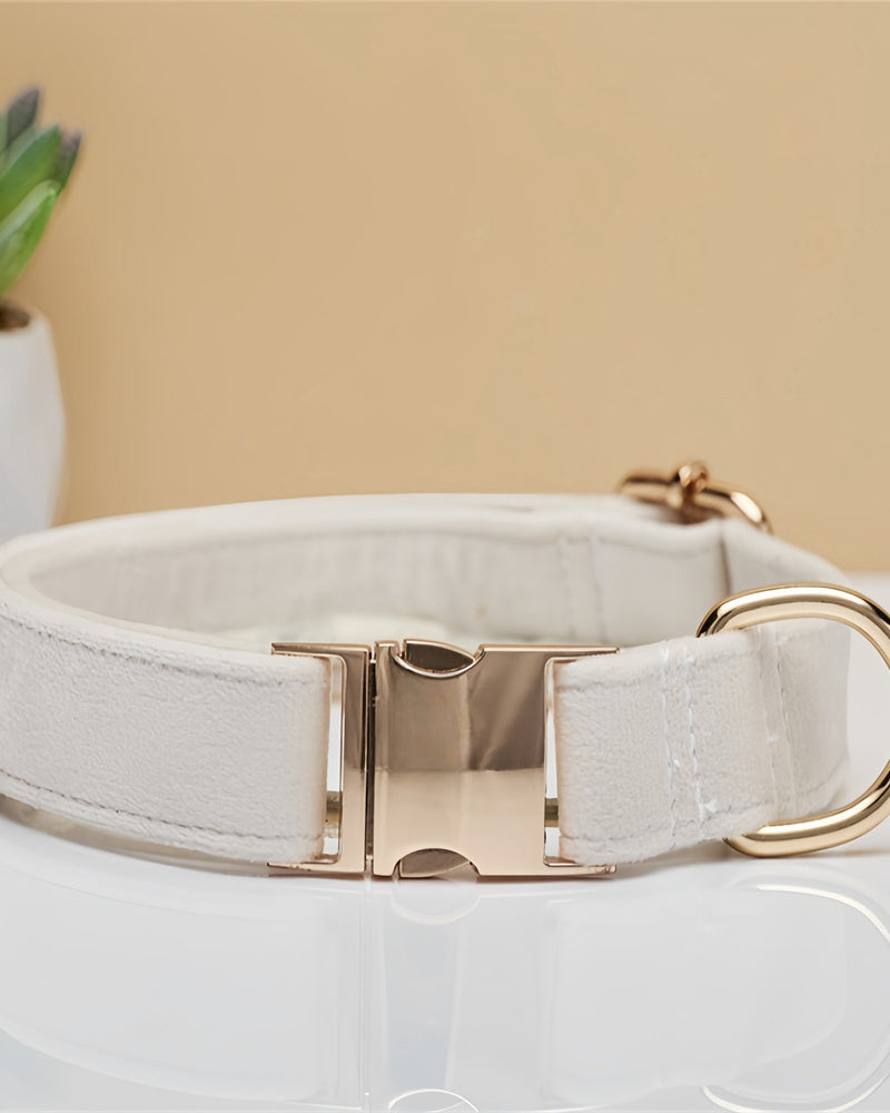 White dog collar with gold buckle on a neutral background