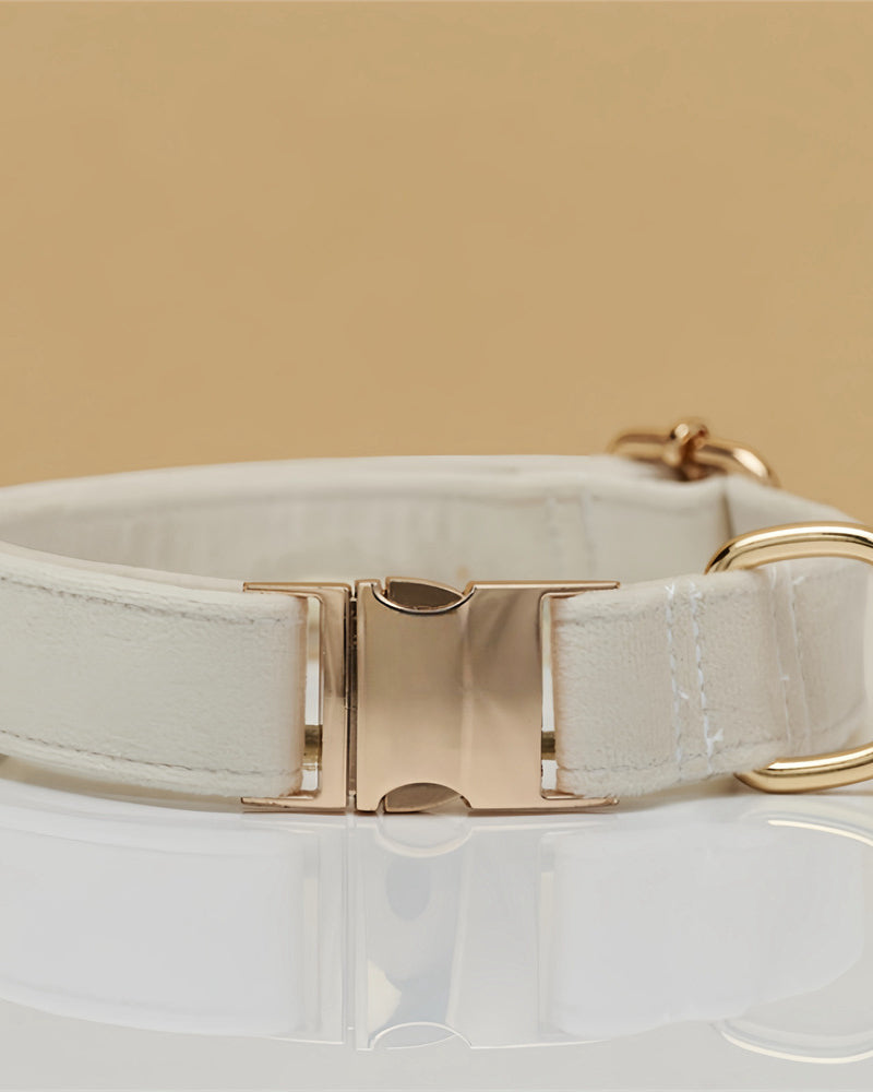 Dog collar with gold hardware on a beige background