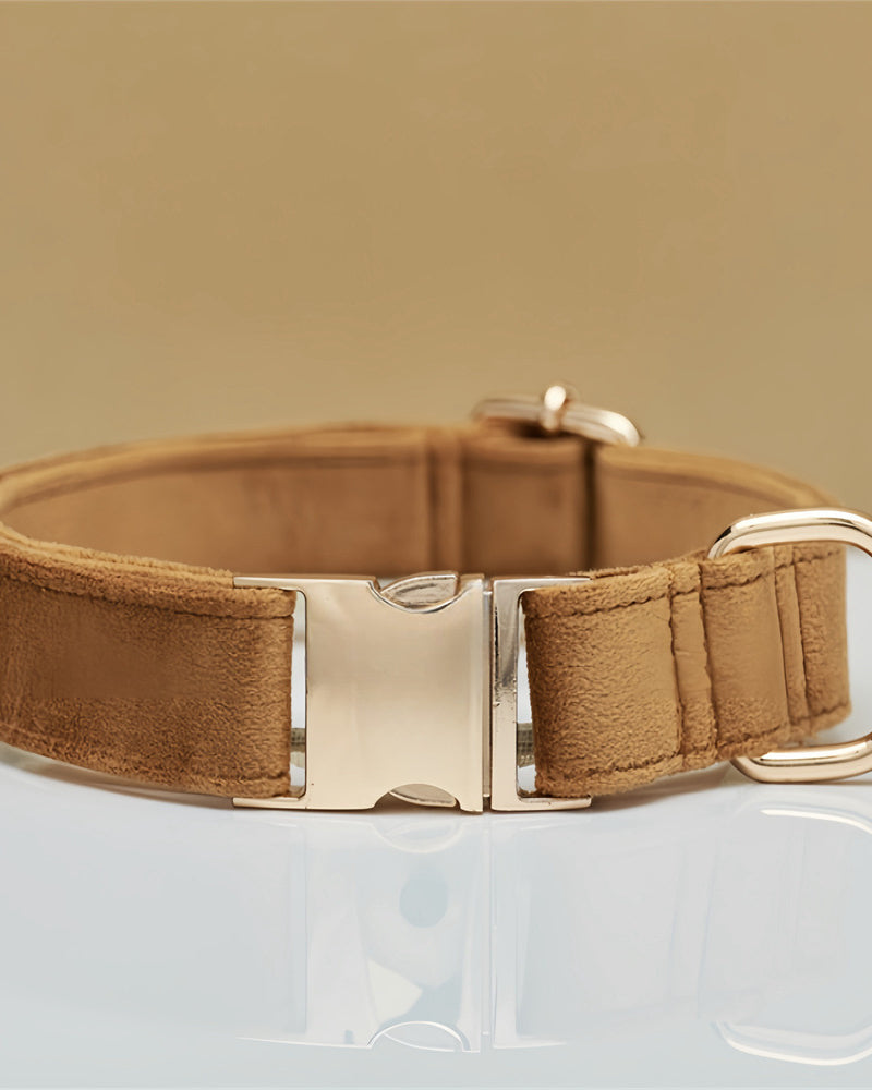 Brown dog collar with gold buckle on a clear background