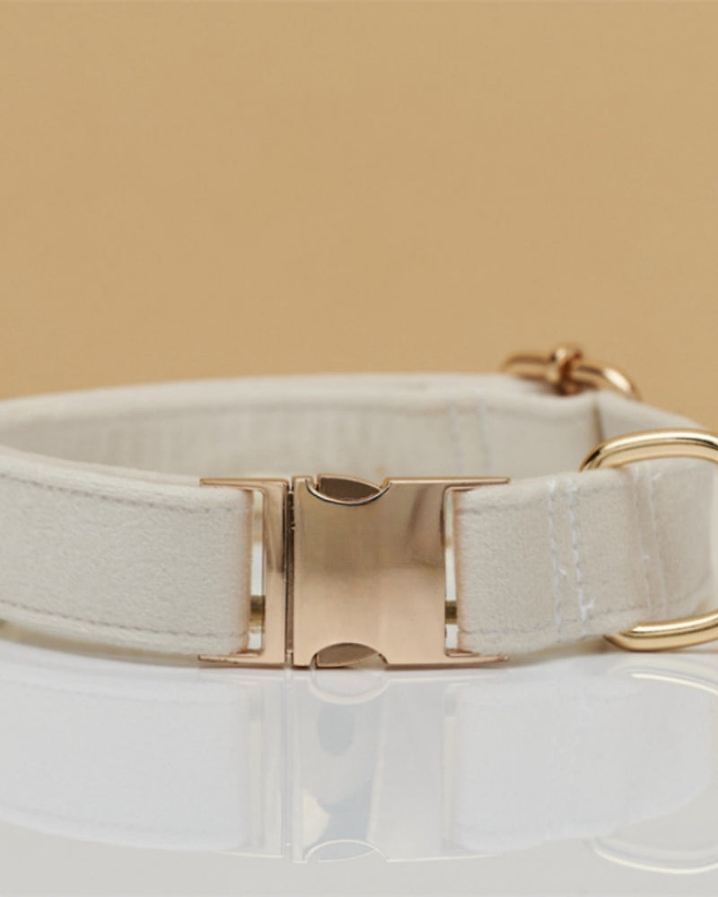 Dog collar with gold buckle on a beige background
