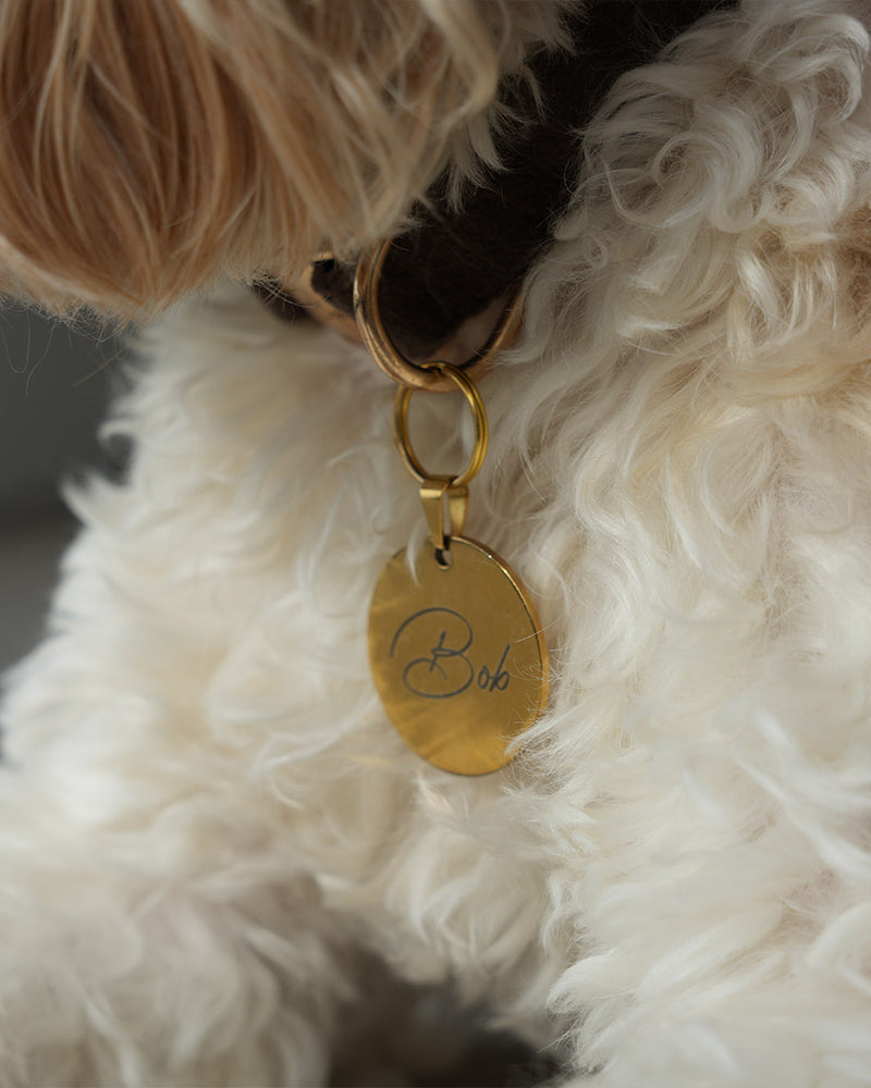 Close-up of a fluffy white dog with a gold tag on its collar.