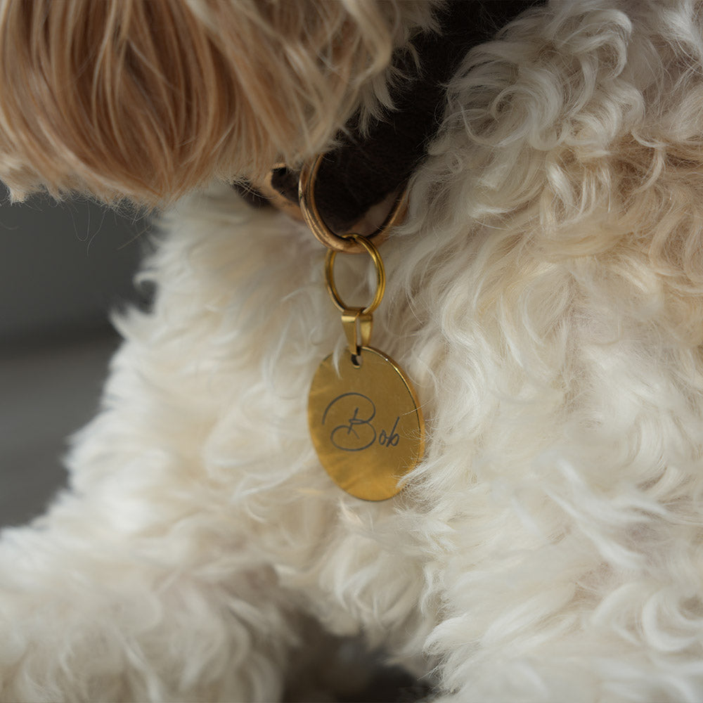 Close-up of a fluffy white dog with a gold tag on its collar.