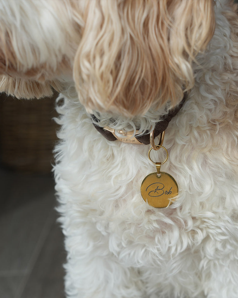 Close-up of a dog wearing a collar with a gold tag.