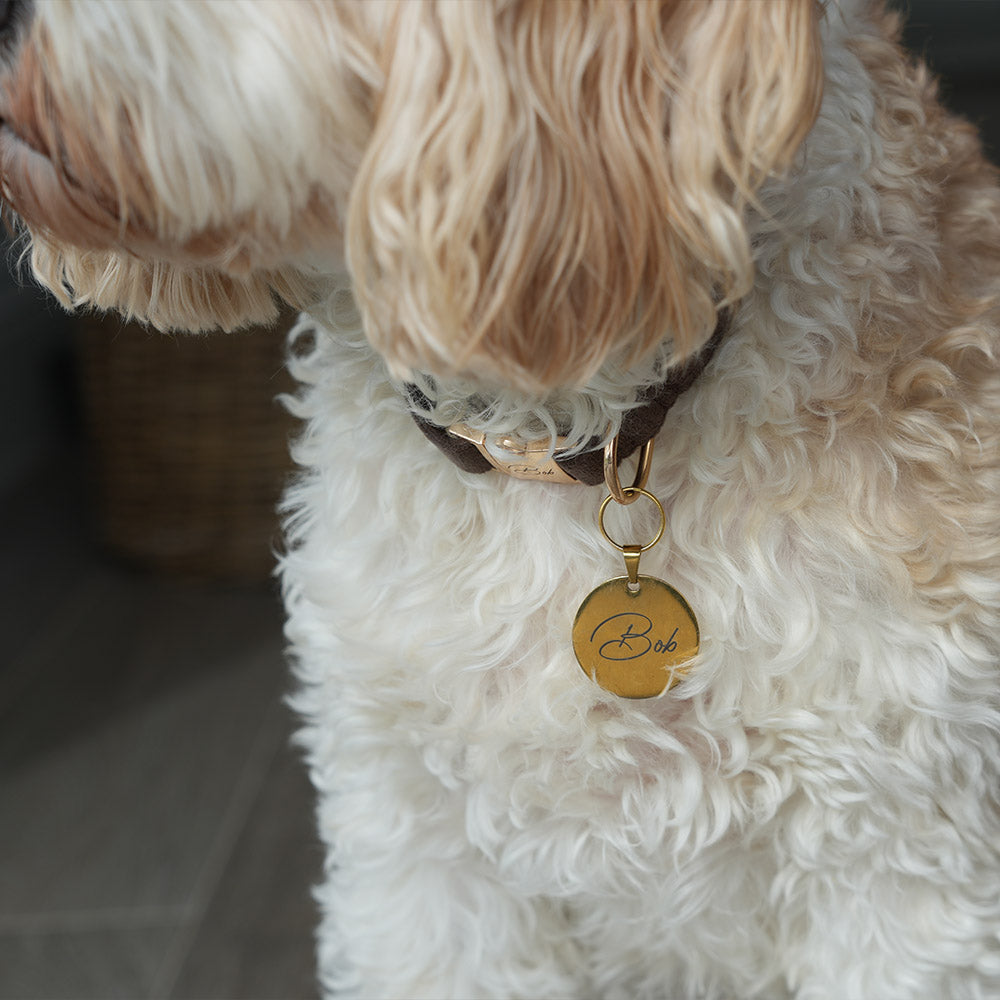 Close-up of a dog wearing a collar with a gold tag.