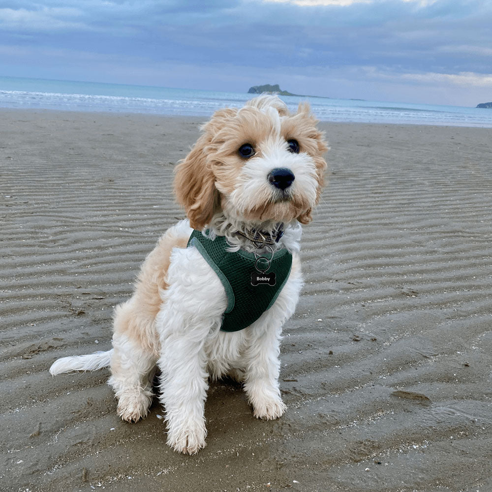 Personalised Pet ID Tag Black Metal