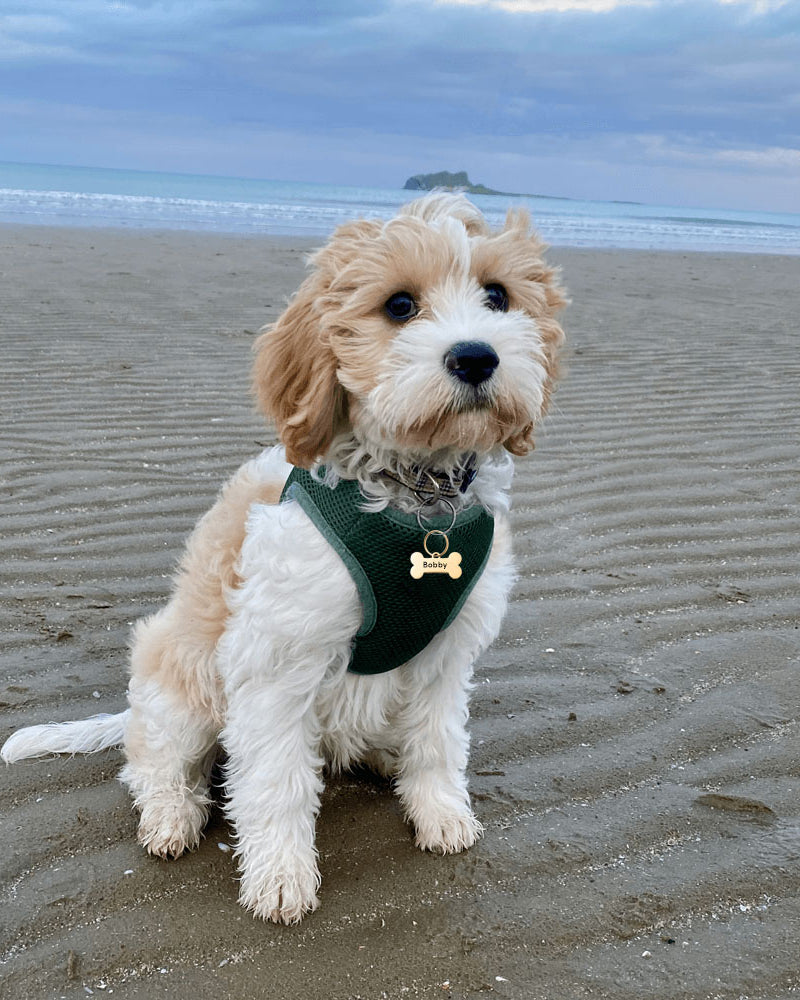 Small Cockapoo Dog wearing a Gold Bone style personalised Pet Tag