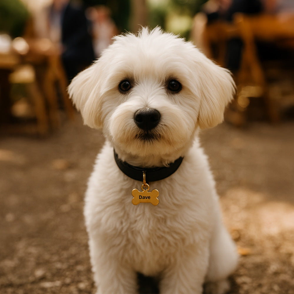 cute white Dog with a dog Tag gold metal with laser etch finish