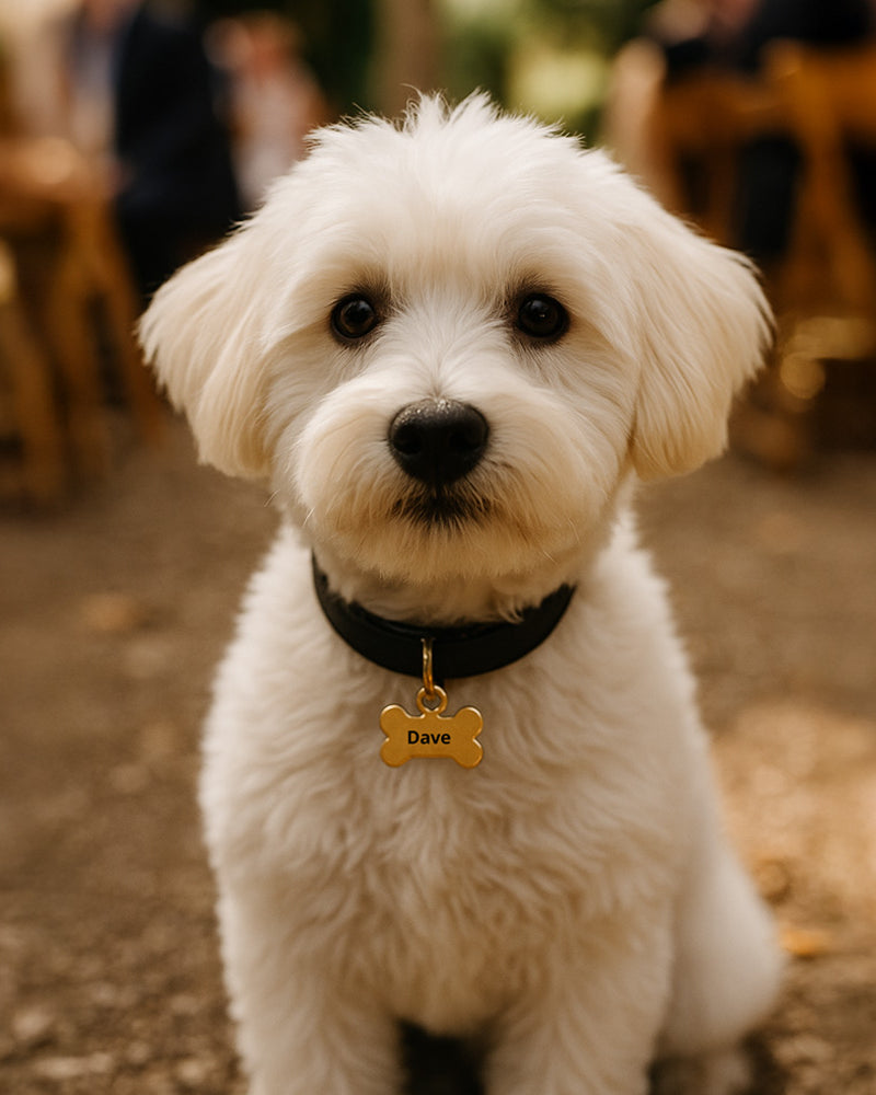 Small Cockapoo Dog wearing a Gold Bone style personalised Pet Tag