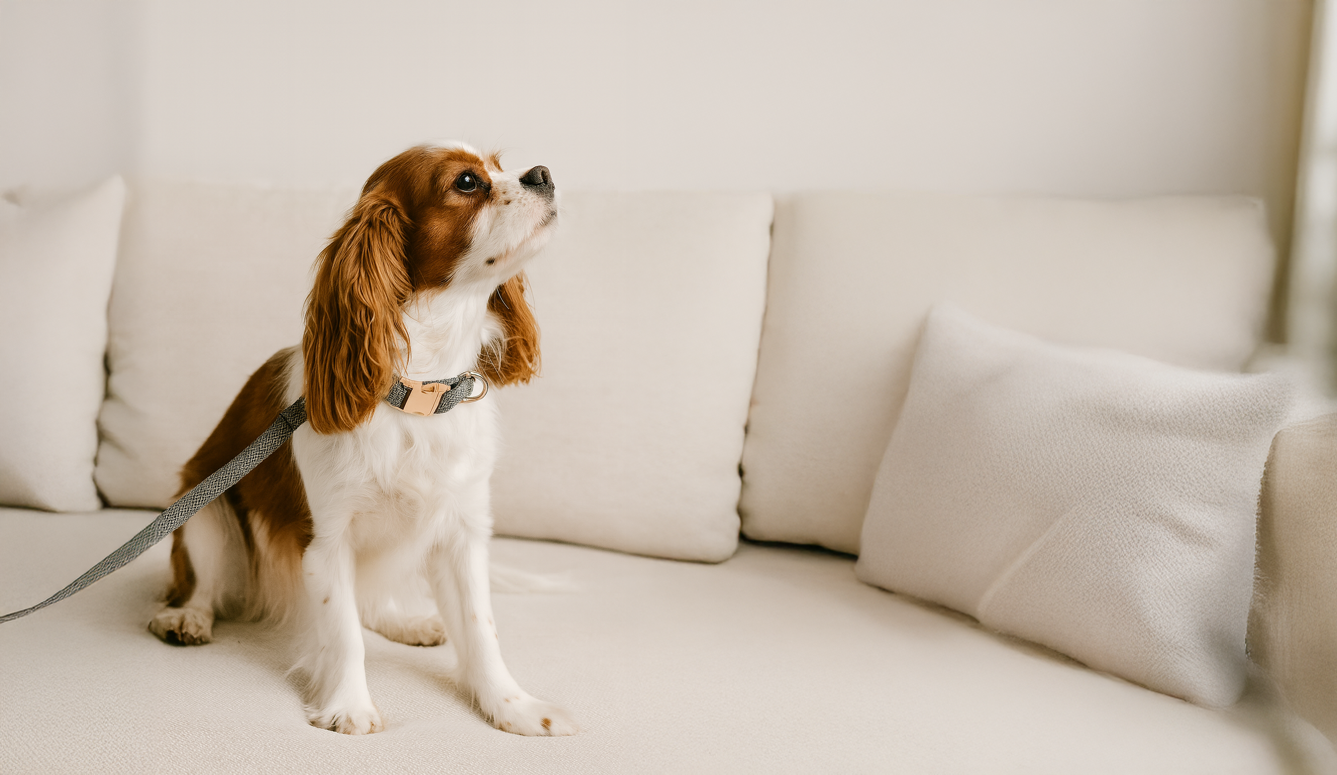 dog with personalised dog collar