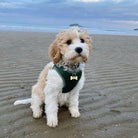 Small Cockapoo Dog wearing a Gold Bone style personalised Pet Tag